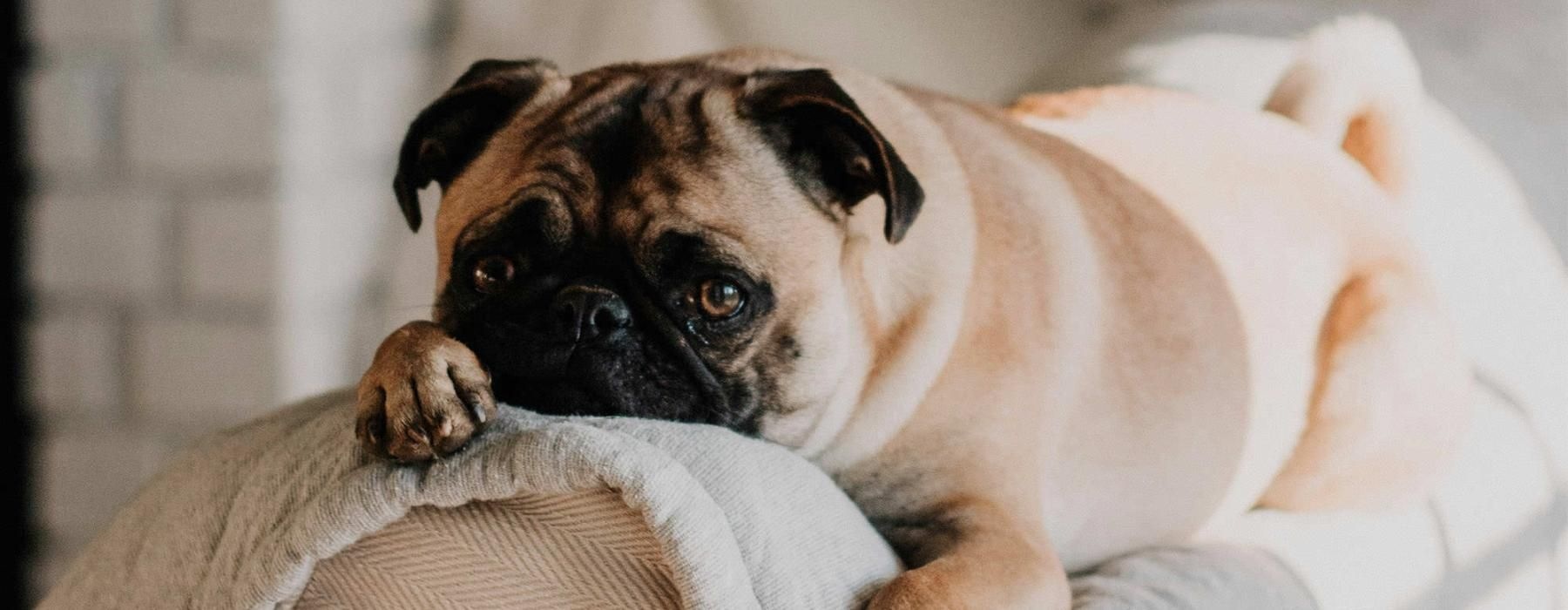 a dog lying on a couch